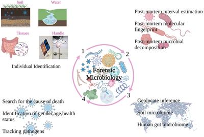 Advances in machine learning-based bacteria analysis for forensic identification: identity, ethnicity, and site of occurrence